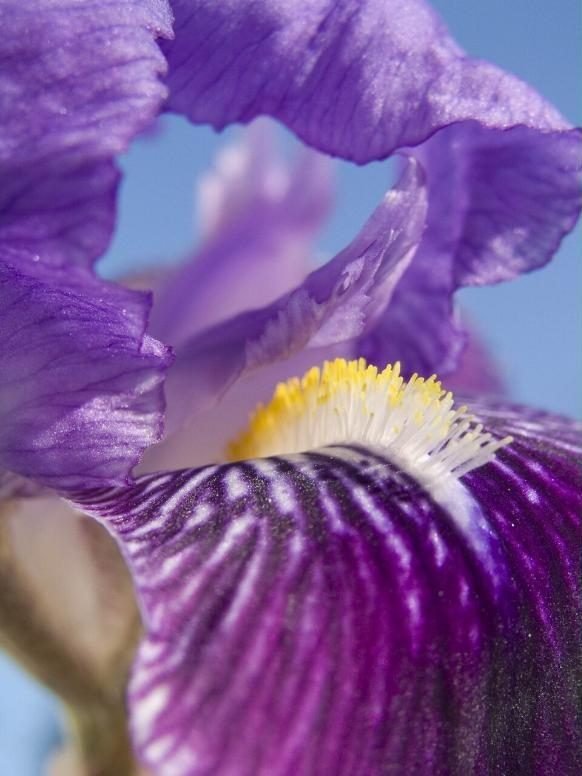 Primer plano de un lirio violeta con el centro amarillo, la perunika